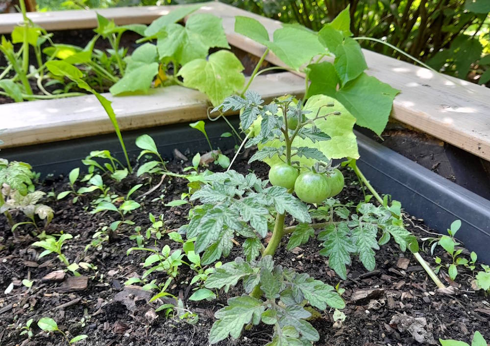 В центре Перми появится общественный огород
