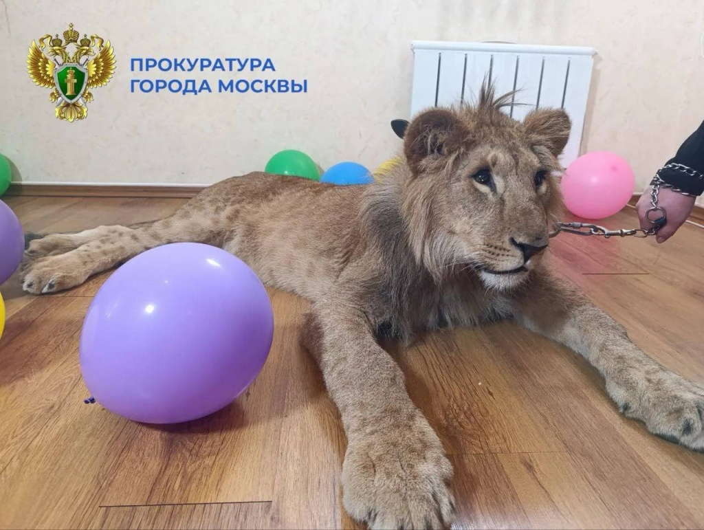 В пермский зоопарк привезли львов, которых заставляли участвовать в фотосессиях