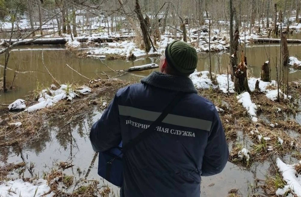 В Пермском крае в лесу нашли группу погибших лосей