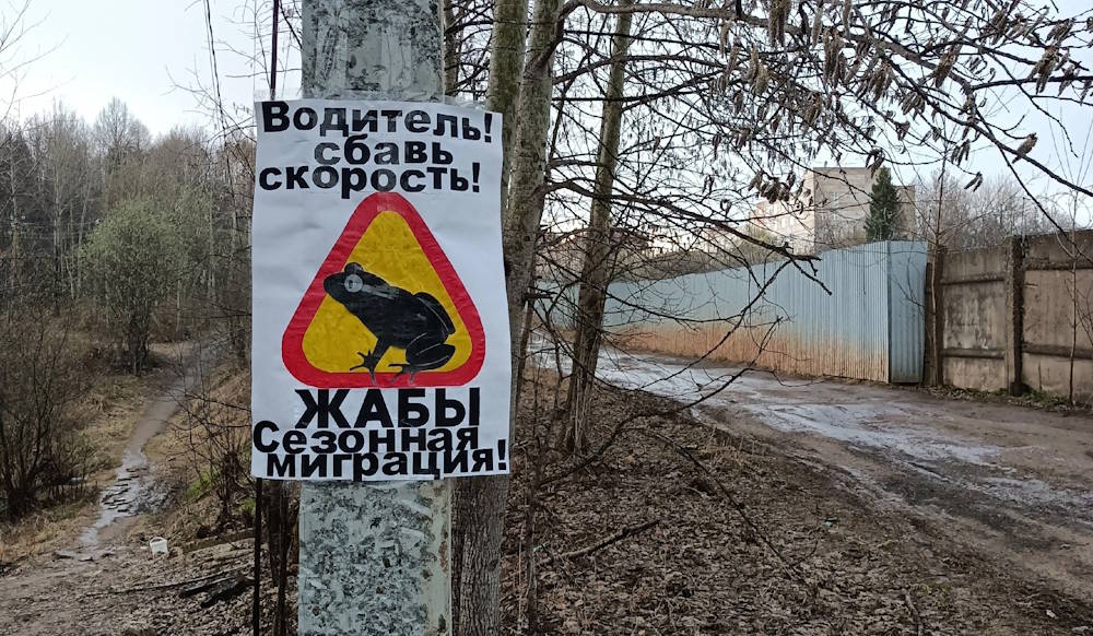 В Перми волонтеры открывают работу «Жабьего патруля»