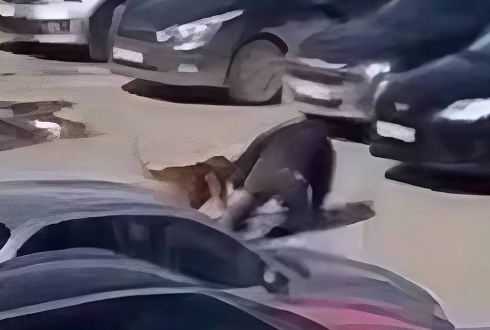 Покусанный бойцовскими собаками пермский инженер срочно направлен в реанимацию