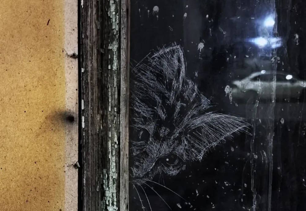 В центре Перми появился новый арт-объект — кошки в окнах заброшенных домов